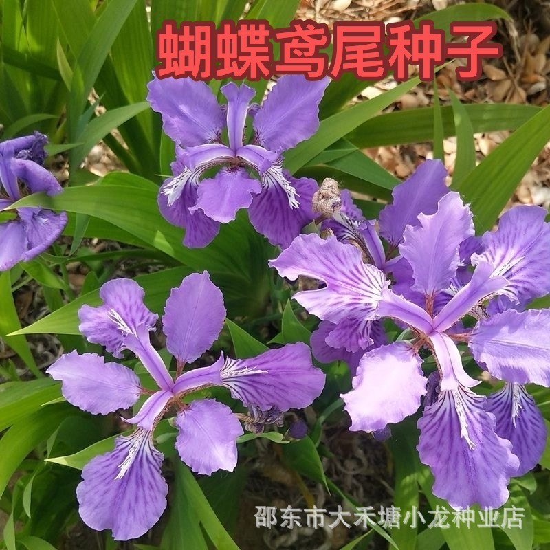 Bướm Bướm Iris Hạt Bướm Xanh Flat Tre Hoa Đức Iris Iris Iris Burden Hạt Hoa Chống Ẩm Chống Âm Rễ