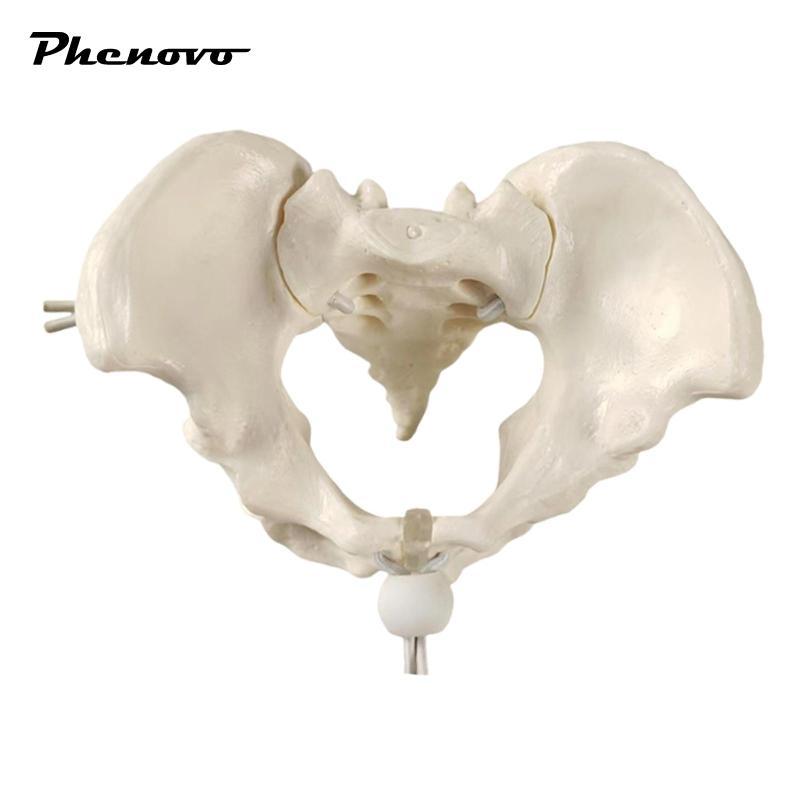 Mô hình Pelvis nữ, hông, Công cụ trình diễn lớp học linh hoạt, Bộ xương