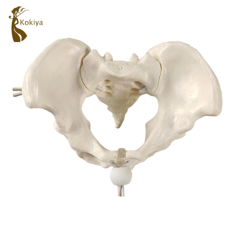 Mô hình Pelvis nữ, hông, Công cụ trình diễn lớp học linh hoạt, Bộ xương