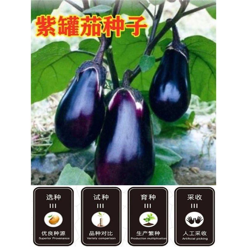 Cực Lớn Màu Tím Có Thể Cà tím Hạt Cà tím Vương Miện Tím Thịt Bò Trái Tim Cà tím Rau Củ Trang Trại Ch