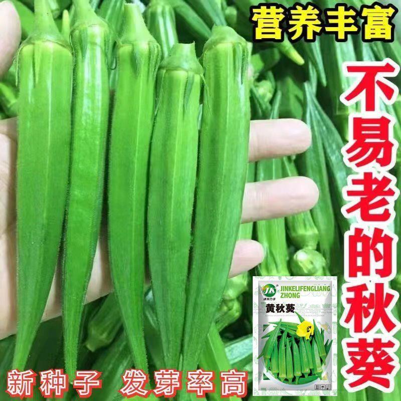 Okara Bốn Mùa Trồng Okra Đỏ Okara Vàng Okara Sân Rau Củ Sản Xuất Cao 0316