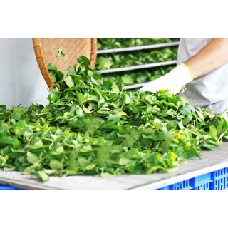 Lá Giang Tươi – Nấu Lẩu Gà Lá Giang, Canh Chua Cá, Xào Trâu Bò Chuẩn Vị