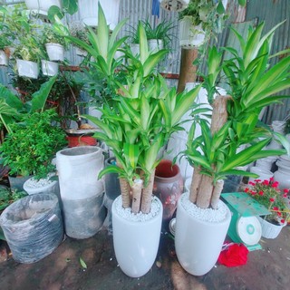 Chậu Cây Thiết Mộc Lan