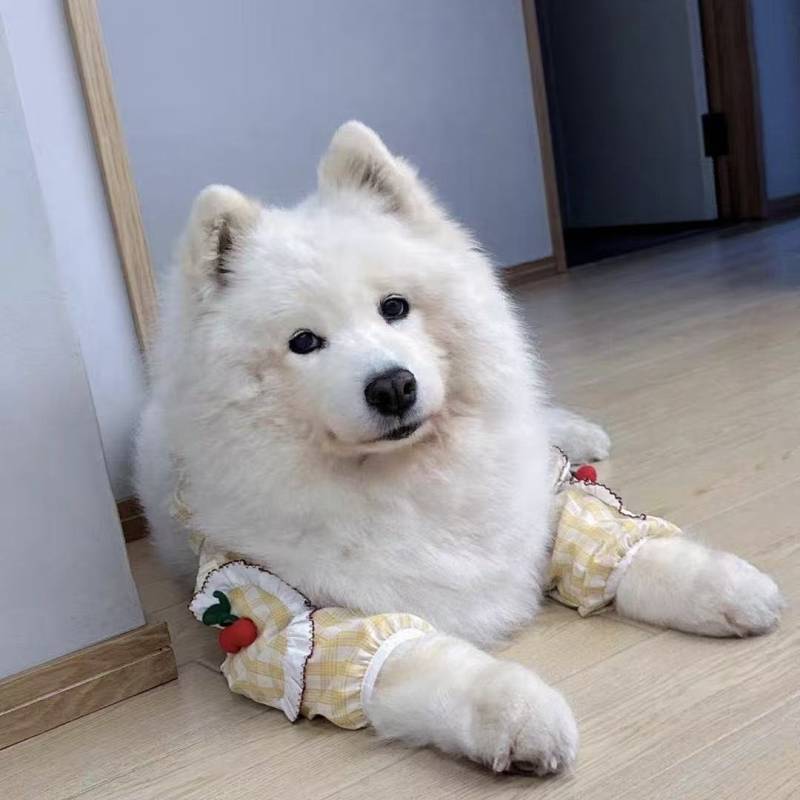 Elbow Pad for Pet Dog Golden Retriever/Border Collie Medium Large Dog Anti-Licking Anti-Wear Front L