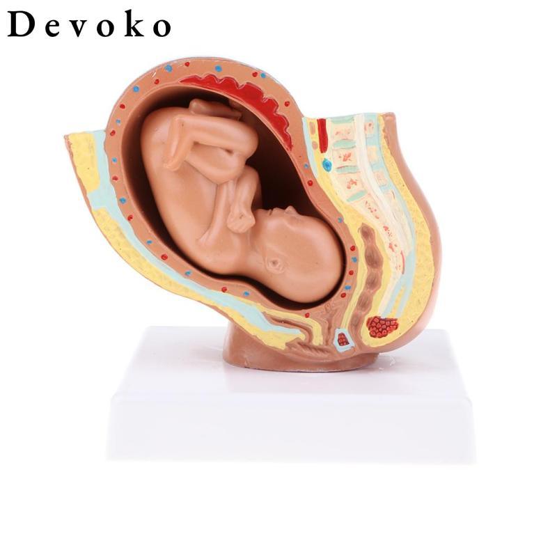 Tháng thứ 9 Fetus / Foetus Mô hình phát triển thai nhi Con người Đồ dùng phòng thí nghiệm Giáo dục