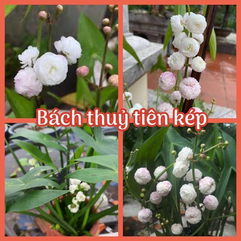Bách thuỷ tiên kép - Hoa Bách thuỷ tiên kép trồng hồ thuỷ sinh