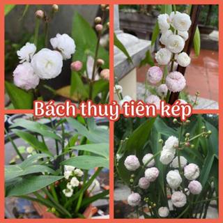 Bách thuỷ tiên kép - Hoa Bách thuỷ tiên kép trồng hồ thuỷ sinh