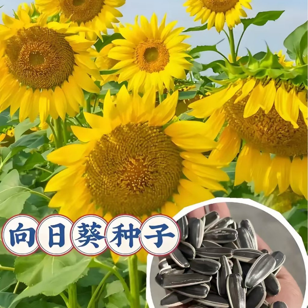 Hàng sẵn có Giao hàng nhanh Hạt hướng dương Trang trí ăn được Hạt hướng dương đường cao cấp thấp Hạt