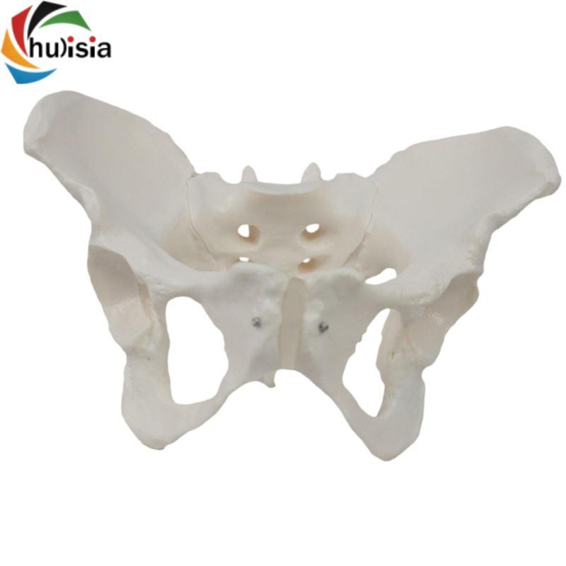 Mô hình Pelvis Nữ Độ bền Học tập Khoa học y tế cao cấp Chuyên nghiệp