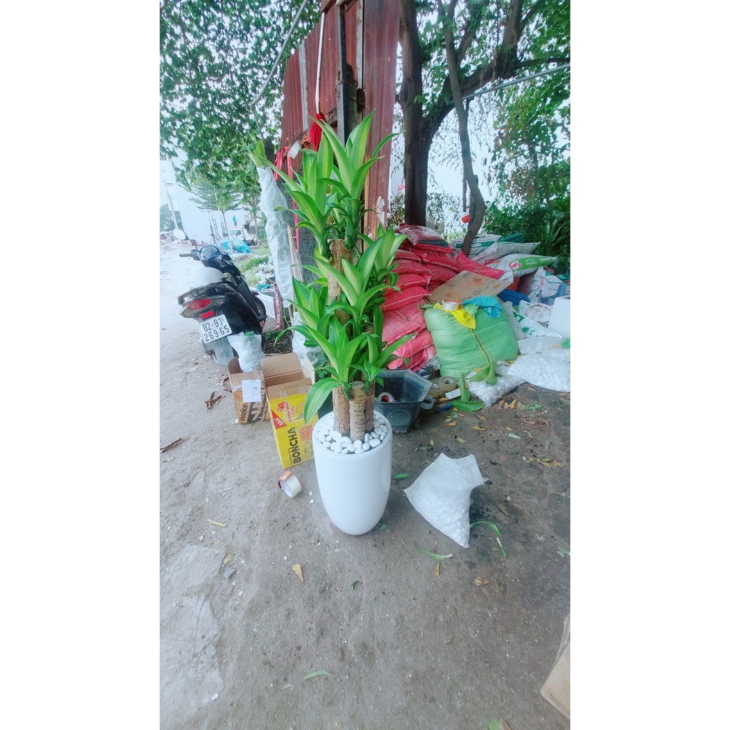 Chậu Cây Thiết Mộc Lan