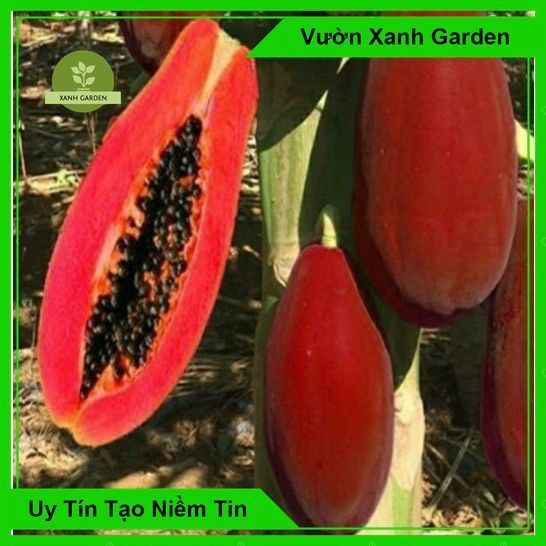 HẠT GIỐNG ĐU ĐỦ VỎ ĐỎ LÙN SIÊU TRÁI ( bao chuân giống)