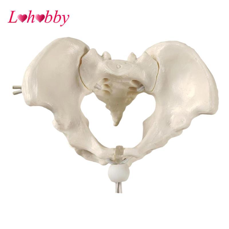 Mô hình Pelvis nữ, hông, Công cụ trình diễn lớp học linh hoạt, Bộ xương