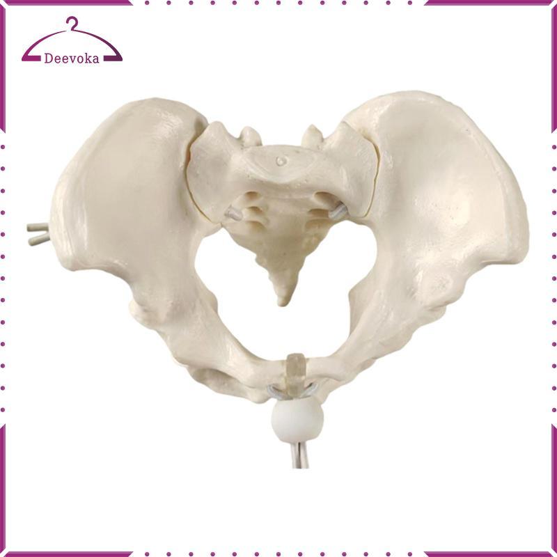 Mô hình Pelvis nữ, hông, Công cụ trình diễn lớp học linh hoạt, Bộ xương