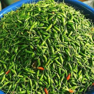 ỚT XIÊM XANH TÂY NGUYÊN – CAY NỒNG, THƠM, TƯƠI SẠCH