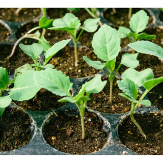 Combo 10 Cây giống Kale xoăn xanh Mỹ (kale blue) LFRG10S00040  - Miễn phí giao hàng toàn quốc