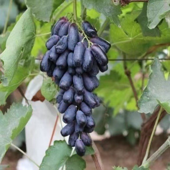 Hàng sẵn có Vận chuyển nhanh Hạt giống trái cây Cây nho Mulberry Lychee Cherry Đu đủ Dragon Fruit Ki