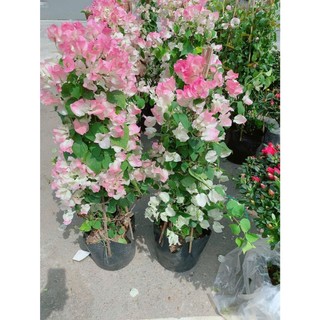 [hỏa-tốc] Hoa Giấy Sakura Đẹp