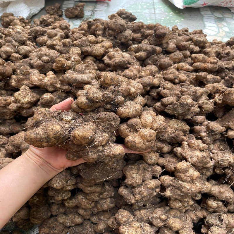 Củ Sâm Cóc Nguyên Củ Làm Giống 10 Củ Có Mầm Chuẩn