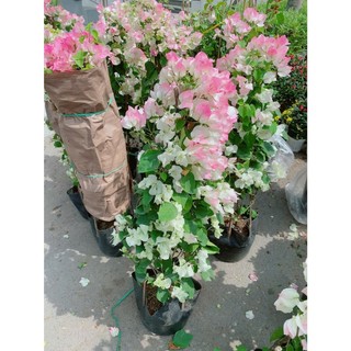 [hỏa-tốc] Hoa Giấy Sakura Đẹp