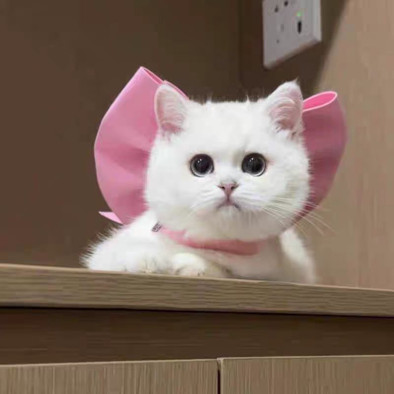 Mary Cat Bow Pet Bow Tie Cat Collar Yếm dễ thương