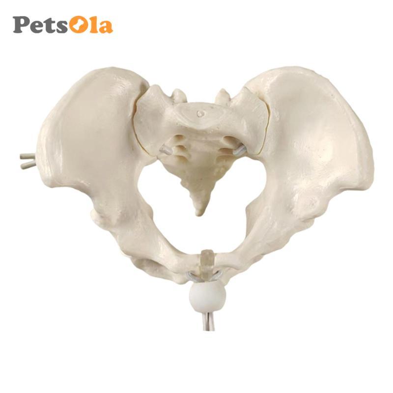 Mô hình Pelvis nữ, hông, Công cụ trình diễn lớp học linh hoạt, Bộ xương