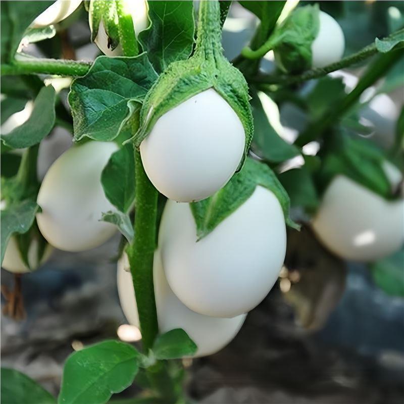 Hạt giống cà tím trắng Swan Protein cà tím Vàng Bạc Cà tím Gà Protein Quả bóng cà tím Hạt giống hạt 