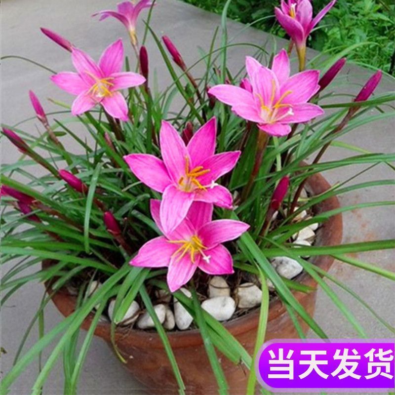 Fengyu Orchid Plant Ball Double-Petaled Leek Orchid Onion Orchid Seedling Tỏi Sân Hoa Giường Bốn Mùa