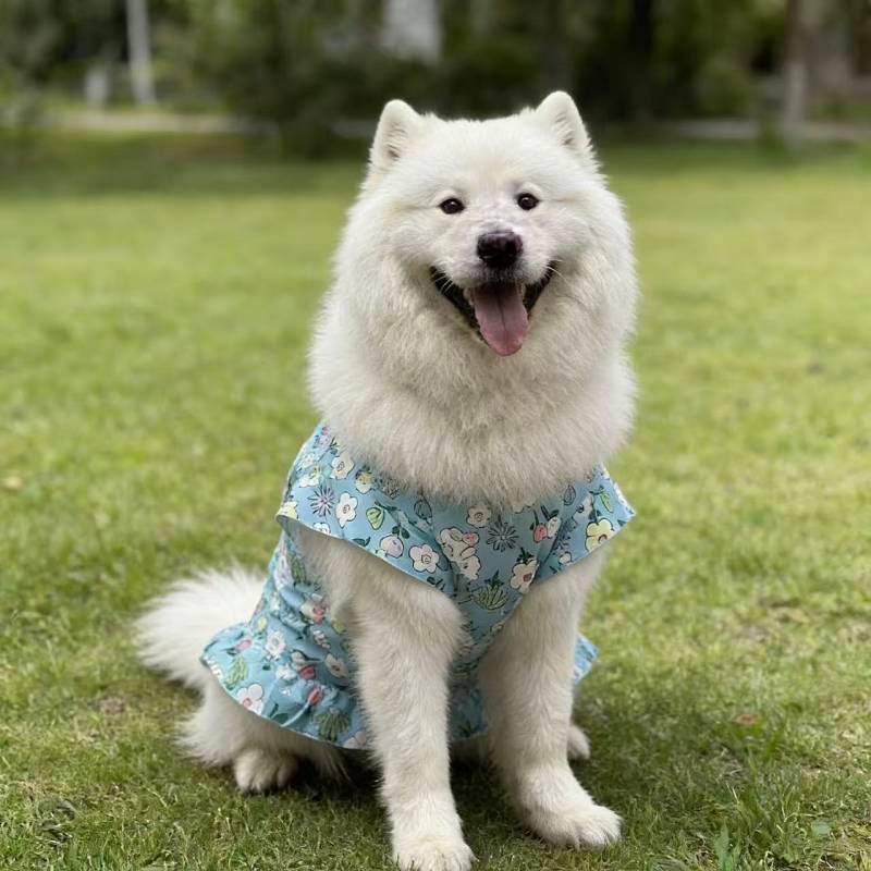 【Ready Stock】 Dog Spring Thin Clothes Medium and Large Dog Golden Retriever Samoyed Cute Princess St