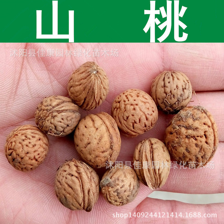 Hàng sẵn có Giao hàng nhanh Hạt giống Linmu Hạt giống Pecan Hạt giống Pecan Hạt giống Pecan Nhỏ Quả 