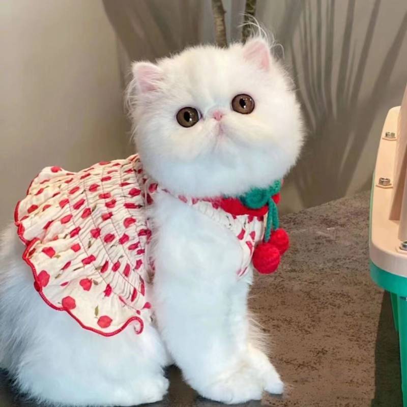 Cat Clothes Summer Halter Skirt Bichon Poodle Floral Princess Vest Dress Cute Dog Pet Clothes 7KKN