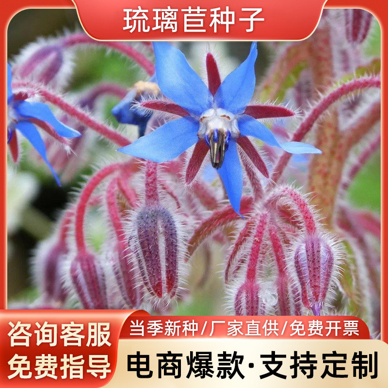 Hạt Giống Borage Quanh Năm, Dễ Trồng, Hương Thơm - Phù Hợp Cho Ban Công Và Sân Thượng