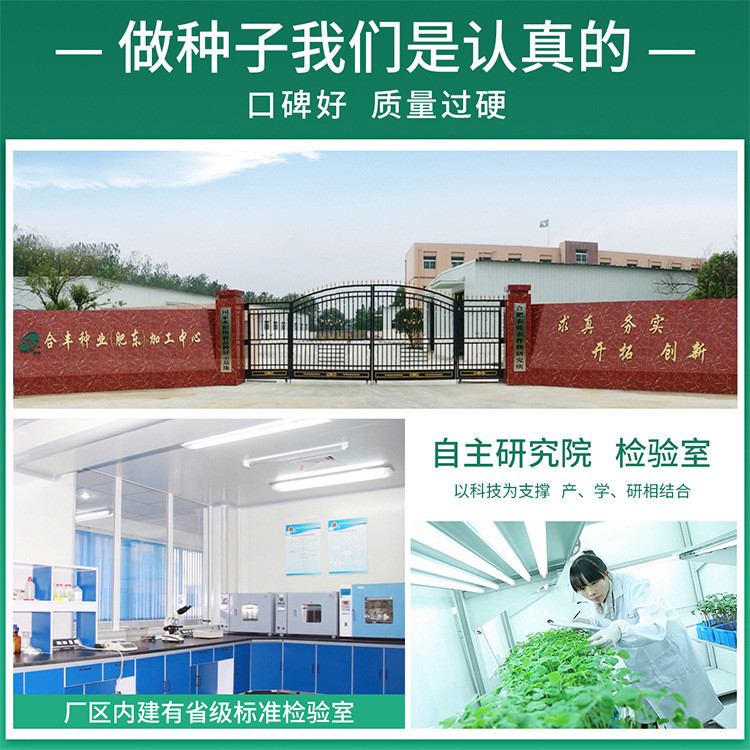 Hàng sẵn có Giao hàng nhanh Hạt giống Okara đỏ Hạt giống Okara Đỏ Hạt giống Okra chịu nhiệt Hạt giốn