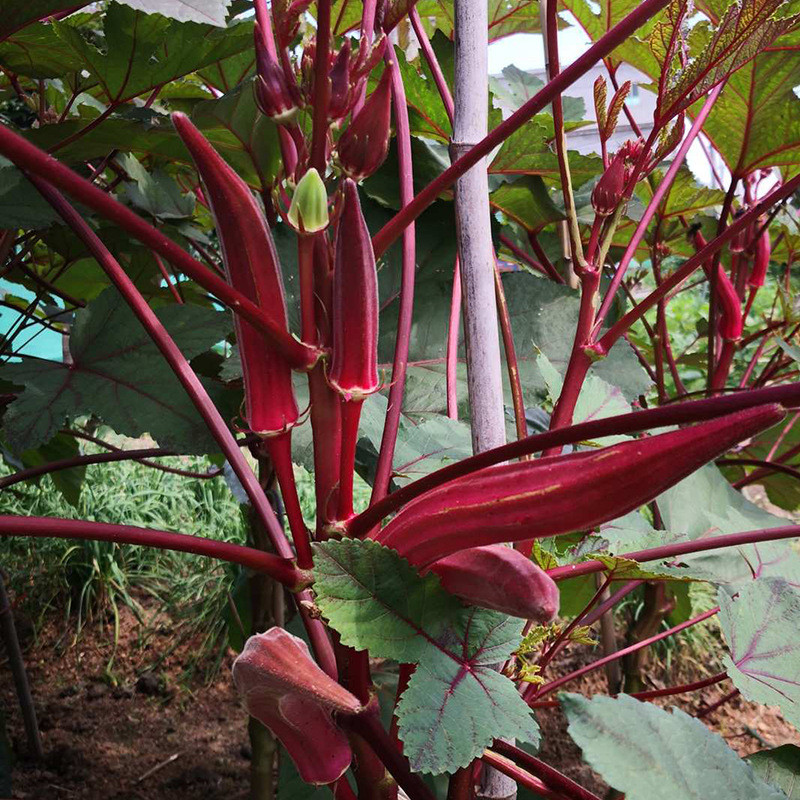 Hàng sẵn có Vận chuyển nhanh Hạt giống Okara Đỏ Hạt giống Okara Mùa xuân Trang trại mùa hè Vườn rau 