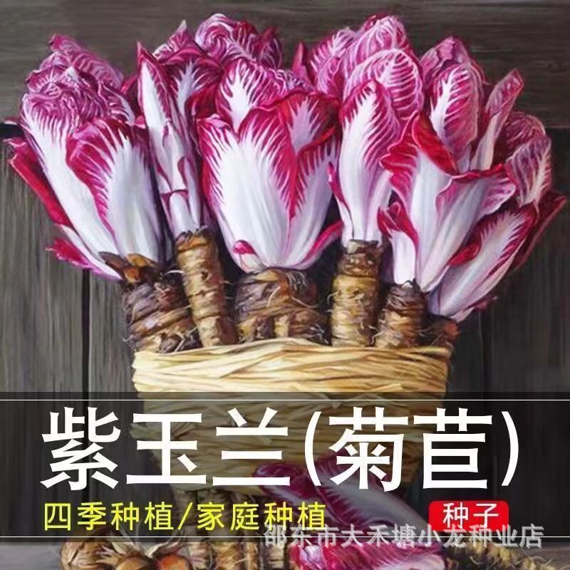 Tím Mộc Lan Hạt Rau Củ Canxi Cao Đỏ Borage Làm Mềm Borage Mộc Lan Rau Bốn Mùa Ban Công Chậu Hạt Rau 