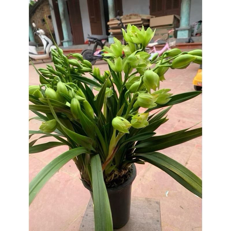 _ ĐỊA LAN SATO (cây sẫn hoa ) ảnh thât cây gui kháchdễ chăm sóc nhà vườn gia bảo