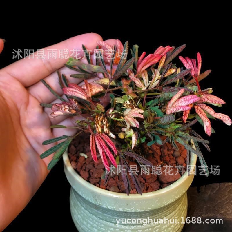 Bán buôn Hạt giống hoa Mimosa Lá đầy màu sắc Mimosa Cây vui nhộn Ban công Sân Hạt giống hoa