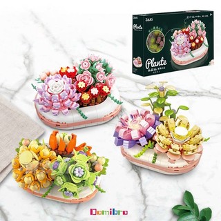 Chậu cây xương rồng ma thuật trong mờ
