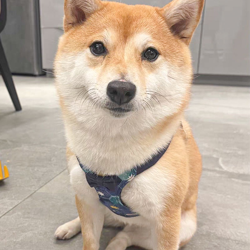 HamshMoc Dây Dắt Thú Cưng Đi Dạo Mềm Mại Bền Bỉ Đa Năng Có Thể Điều Chỉnh Được