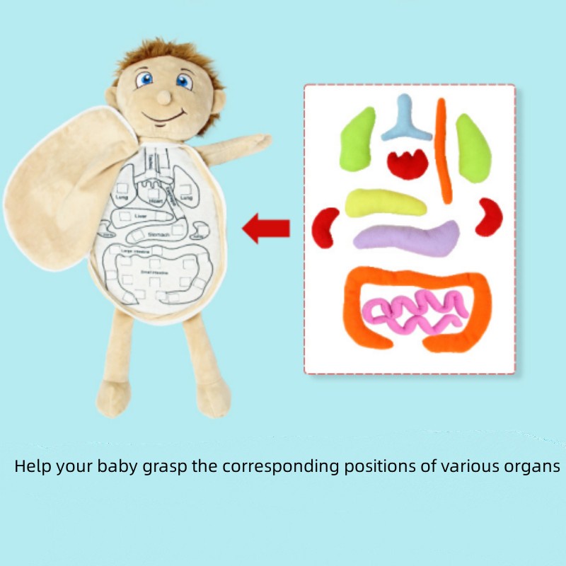 Bộ Đồ Chơi Lắp Ráp Cấu Trúc Cơ Thể Tương Tác Cho Ba Mẹ Và Bé
