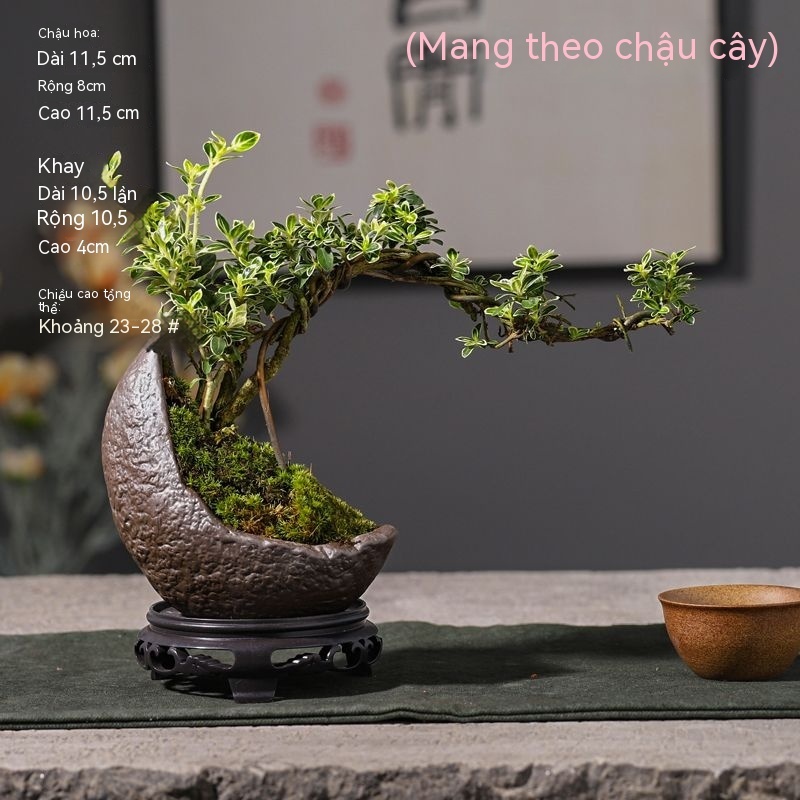 Phnom Penh June Snow Cliff Shape cây nhỏ Văn phòng Desktop Trang trí trong nhà Chậu hoa cao cấp Bonsai