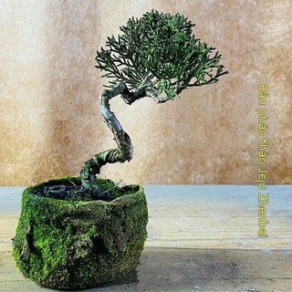 Jeju Junbaek Bonsai Palm Chậu Văn phòng Ban công trong nhà Bàn cà phê Trang trí Sân hiên Nhà máy thú vị