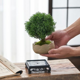 Cây sương mù, cảnh trong nhà, mặt bàn văn phòng, cây ban công xanh, bốn mùa.