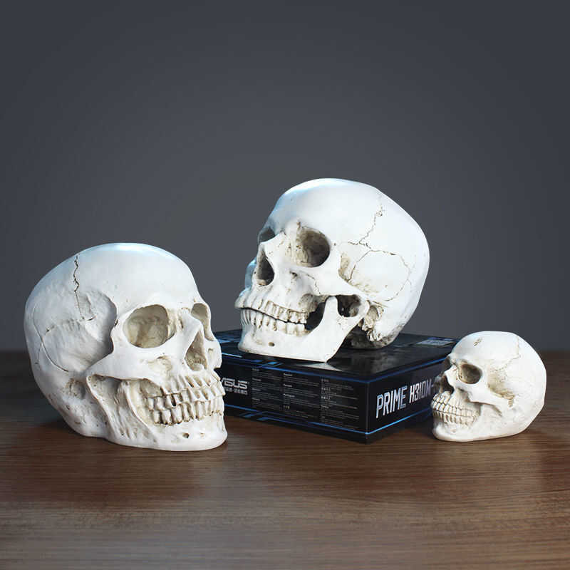 1: 1 Nhựa Skull Head Painting Xương người Cơ xương người Giải phẫu xương sọ Mô hình mỹ thuật Bar