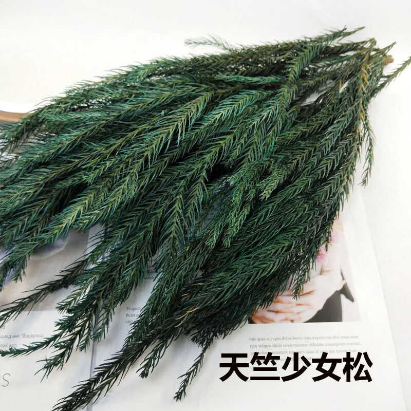 Bất Tử Thông Cypress Tianzhu Girl Pine Cypress Cypress Giáng Sinh Thông Tươi Giữ Thông Hương Liệu Sá