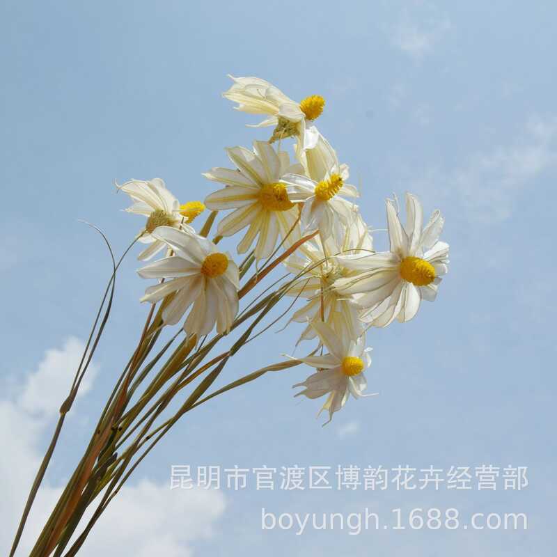 Wenxin Orchid Gem Orchid Hamster Nhỏ Cúc Vân Nam Hoa Khô Mô Phỏng Hoa Khô Hoa Khô Handmade Hoa Khô N