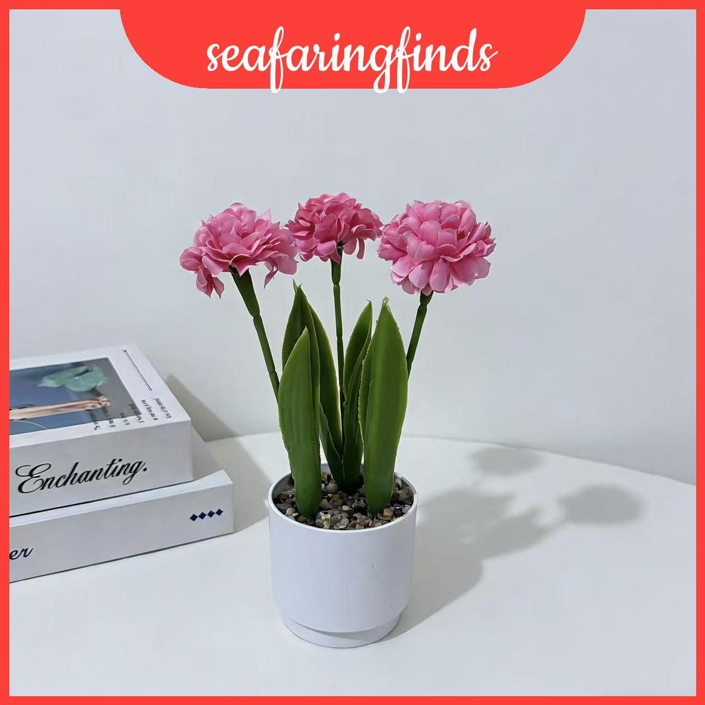 Mô phỏng Epaltes Australis Ít chậu cây để trang trí trong nhà Chụp ảnh và nền