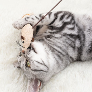  Đồ chơi cho mèo MrKim Sai Gon  Cần câu cho mèo thú cưng 