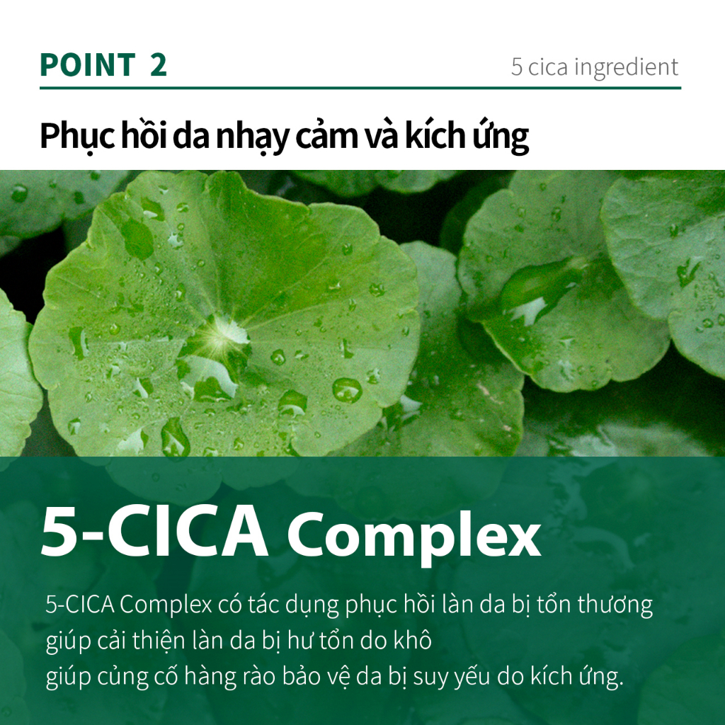 Tinh chất dưỡng da cô đặc ALWAYS BE PURE Forest Therapy Repair Concentrated Ampoule 50ml