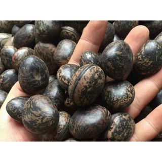 Hạt đậu hút độc(đậu lào - 12 hạt)
