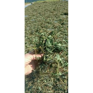 Giảo Cổ Lam 1kg